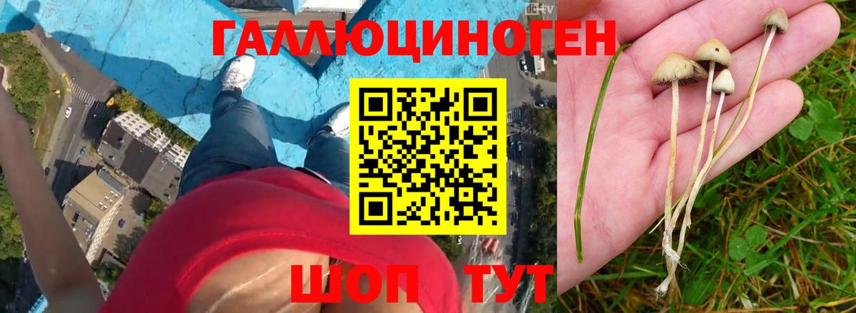 Новоалександровск  Псилоцибиновые грибы MAGIC MUSHROOMS  Вход с VPN 